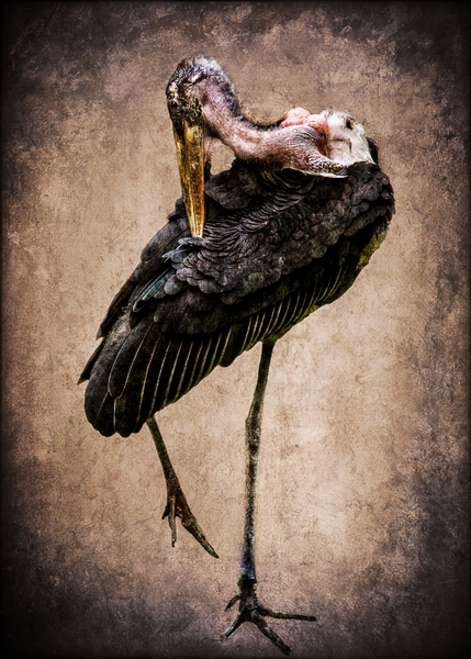 940 - MARABU - JUNG SUSANNE - germany.jpg